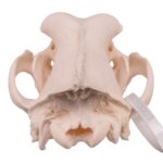 Real Domestic Dog Skull – Great Dane (Periodontal) – 16.7199 oz