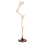 Replica Horse Forelimb