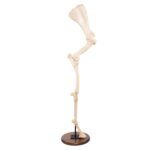 Replica Horse Forelimb