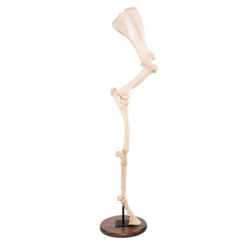 Replica Horse Forelimb