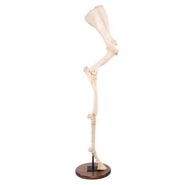 Replica Horse Forelimb