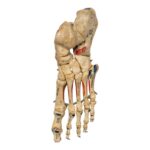 Real Human Left Foot – Painted, Articulated