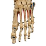 Real Human Left Foot – Painted, Articulated