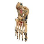 Real Human Left Foot – Painted, Articulated