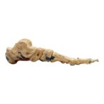 Real Human Left Foot – Painted, Articulated