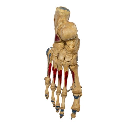 Real Human Right Foot - Painted, Articulated
