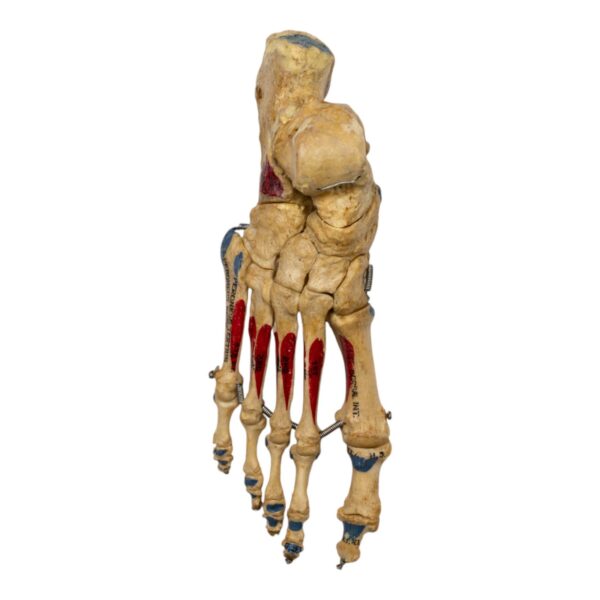 Real Human Right Foot – Painted, Articulated
