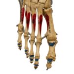 Real Human Right Foot – Painted, Articulated