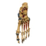 Real Human Right Foot – Painted, Articulated