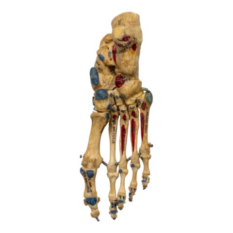 Real Human Right Foot - Painted, Articulated