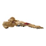 Real Human Right Foot – Painted, Articulated