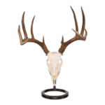 Metal Skull Mount – The Table Bracket Skull Mount