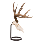Metal Skull Mount – The Table Bracket Skull Mount