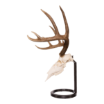 Metal Skull Mount – The Table Bracket Skull Mount