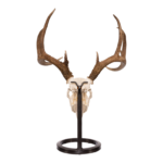 Metal Skull Mount – The Table Bracket Skull Mount