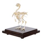 Real Quail Skeleton – Economy