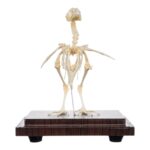 Real Quail Skeleton – Economy