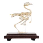 Real Quail Skeleton – Economy