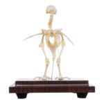 Real Quail Skeleton – Economy
