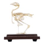 Real Quail Skeleton – Economy