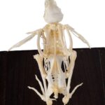 Real Quail Skeleton – Economy