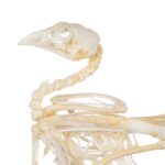 Real Quail Skeleton – Economy