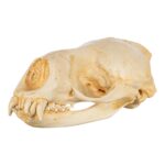 Replica Weddell Seal Skull