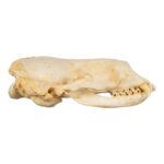 Replica Weddell Seal Skull