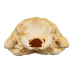 Replica Weddell Seal Skull
