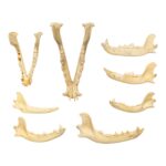 Real Bag-O-Canine Jaws