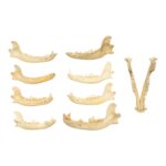 Real Bag-O-Canine Jaws