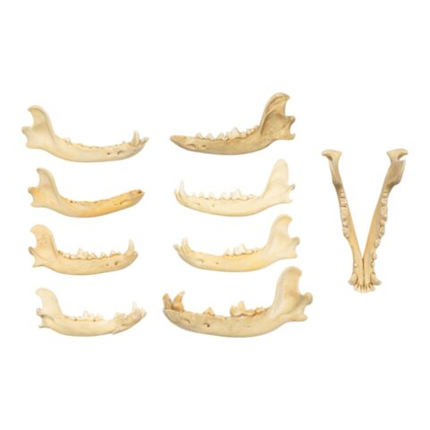 Real Bag-O-Canine Jaws
