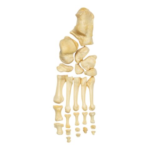 Real Human Foot - Antique