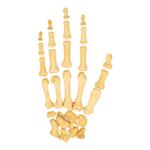 Real Human Hand – Antique
