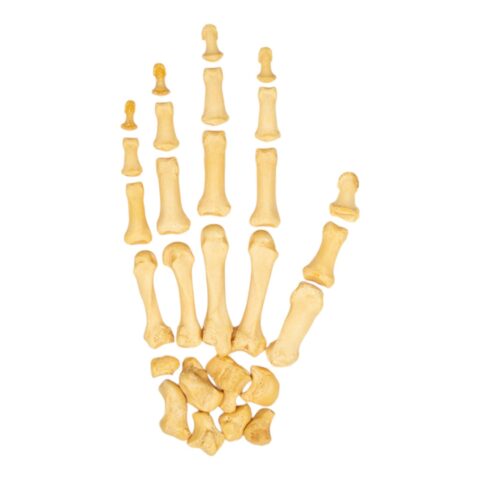 Real Human Hand - Antique