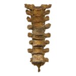 Real Human Thoracic Vertebrae – Set of 8
