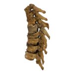 Real Human Thoracic Vertebrae – Set of 8
