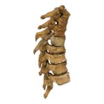 Real Human Thoracic Vertebrae – Set of 8