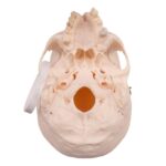 Real Research Quality Human Skull – 30.0534 oz