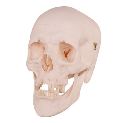 Real Research Quality Human Skull - 30.0534 oz