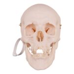 Real Research Quality Human Skull – 30.0534 oz