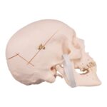 Real Research Quality Human Skull – 30.0534 oz