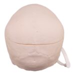 Real Research Quality Human Skull – 30.0534 oz