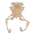 Real Western Diamondback Rattlesnake Skull