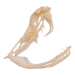 Real Western Diamondback Rattlesnake Skull