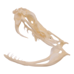 Real Western Diamondback Rattlesnake Skull