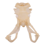 Real Western Diamondback Rattlesnake Skull