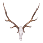 Metal Skull Mount – The ‘Bull’ Bracket