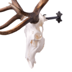 Metal Skull Mount – The ‘Bull’ Bracket