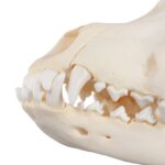 Real Domestic Dog Skull – Adolescent